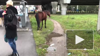 Видео: в троллейбус на Ленинском проспекте не пустили лошадь
