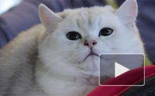  В городе кошек Кэтсвиль под громкое мяукаунье выбирали лучших Рыцарей Кошачьего Ордена