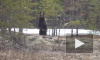 В ХМАО мужчина в лесу столкнулся с голодным медведем и снял его на видео