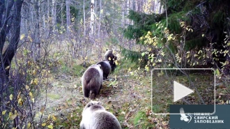 В Нижне-Свирском заповеднике медведи попали в  объектив фотоловушки