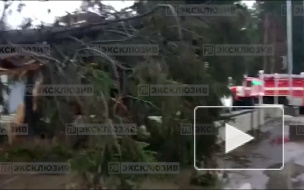 В Осиновой Роще упавшее дерево накрыло целый магазин