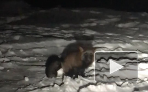 В Магадане лиса на берегу бухты выпрашивает еду у людей
