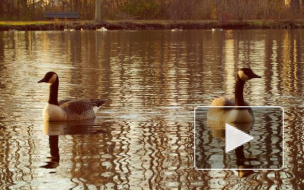 Редких казарок прикормили в пруду Парка Победы
