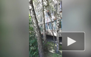 На улице Белы Куна спасли кота, который просидел двое суток на дереве