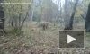 "Диалог" тигра и оленей в Приморье попал на видео