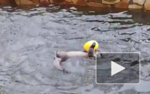 Выдру из Ленинградского зоопарка порадовали новой игрушкой