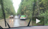 На автодорогу в Зеленогорске рухнуло дерево
