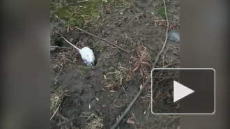 Петербуржцы беспокоятся за белую мышку, живущую на улице