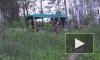 Оперативное видео: Под Новосибирском задержали браконьера с сетями длиной свыше 2,3 километра 