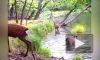 Национальный парк "Земля леопарда" показал ныряющих за едой оленей