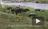 Одинокий бегемот вырвался из окружения слонов и скрылся в реке