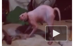 Кот - освободитель: Сфинкс отвоевывает комнату с помощью дьявольских звуков