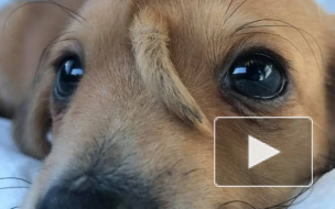 В США спасли щенка с хвостом на лбу