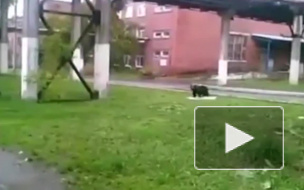 В Нижнем Тагиле медведь пришел воровать яблоки