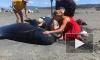 В Новой Зеландии 49 дельфинов-гринд выбросились на отмель