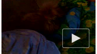 собаку прет от вина