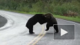 Видео из Канады: На автомобильной трассе два медведя ...
