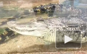 Россельхознадзор навестил крокодила Гошу в ТК "Старая Деревня". Piter.TV узнал, чем это закончилось