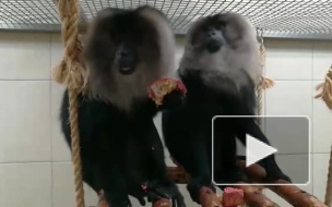 В Ленинградском зоопарке поженили львинохвостых макак