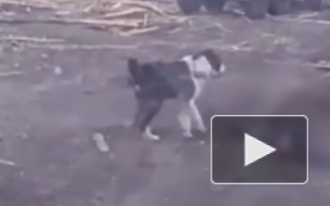 Под Свердловском алабай насмерть загрыз мужчину