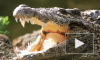 Нильского крокодила назвали Геной Гражданским и отправят на карантин в экзотариум