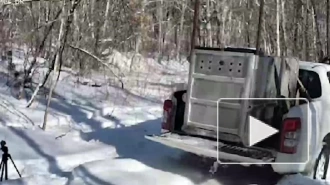 В Приморье выпустили в заказнике амурского тигра, нападавшего на собак