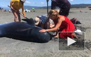 В Новой Зеландии 49 дельфинов-гринд выбросились на отмель