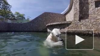 Ленинградский зоопарк показал прыжки в воду от медведицы Хаарчааны