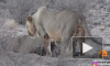 Беспечную гиену растерзали на глазах туристов в парке Кгалагади