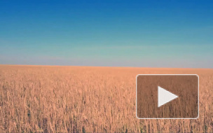 Российские антисанкции: в Петербург не пустили более 560 тонн куриных окорочков, шпика, свиной печени, яблок