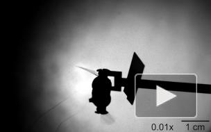 MIT: В США создали дронов размером с насекомое