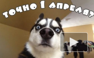 Лучшие шутки и розыгрыши для друзей и коллег на 1 апреля