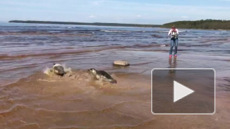 Четыре тюленя выпустили в Балтийское море после реабилитации