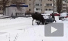 Появилось видео: в Пензенской области дикий лось облюбовал автомобиль 