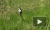 В Приамурье у японских журавлей, потерявших гнездо в мае, появился птенец