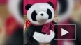 До 4 лет тюрьмы грозит похитителю игрушечной панды ...