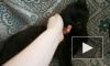 Черника - котенок на пристройство