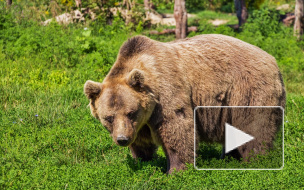 Кровожадный медведь утащил геолога в лесах Якутии