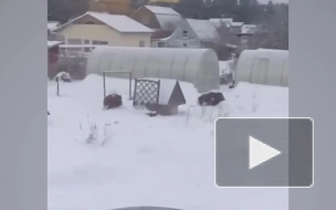 Видео: банда кабанов разгуливает по дачным участкам в Приморске