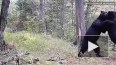 Игровая схватка двух медведей в Сихотэ-Алинском заповедн ...