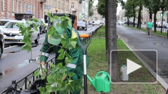 На улице Декабристов высадили сирень сорта "Александр Блок" в день памяти поэта