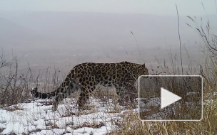На Дальнем Востоке обнаружены ранее неизвестные леопарды