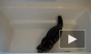 кот Мару проверяет заглушку для ванны