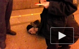 Окровавленный труп нашли на платформе метро Проспект Большевиков