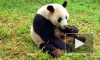 Китаец вытребовал у чиновников 83 тыс долларов за один укус "мимишной" панды