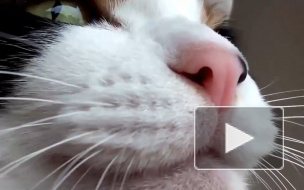 Жители Петербурга чаще других берут кошек с улицы