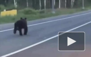 В Ленобласти заметили бегущего по дороге медвежонка