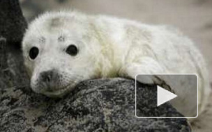 Петербургские зоологи спасли детенышей серого тюленя