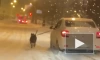 Водитель решил выгулять собаку из окна машины в Петербурге