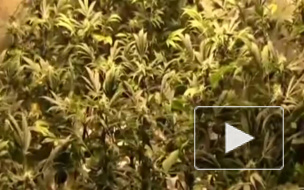 В Петербурге обнаружена высокотехнологичная плантация марихуаны